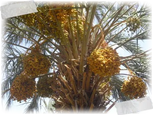 Date Palm Fruit Bunches PNG Image