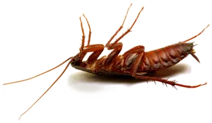 Dead Cockroachon Transparent Background PNG Image