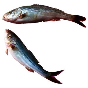 Dead Fish A PNG Image