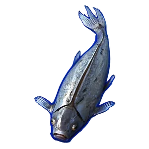 Dead Fish Due To Oil Spill Png Jdi72 PNG Image