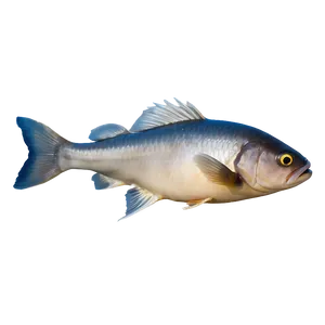 Dead Fish Environmental Issue Png Eur PNG Image