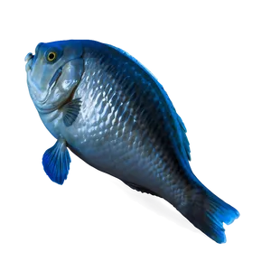 Dead Fish Environmental Issue Png Way11 PNG Image