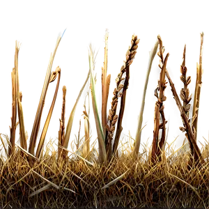 Dead Grass Close-up Png 19 PNG Image