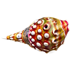 Decorative Conch Shell Png Cyd24 PNG Image