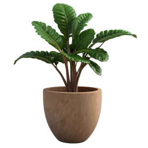 Decorative Small Plant Png 39 PNG Image