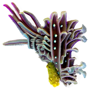 Deep Sea Reef Exploration Png Jtd89 PNG Image