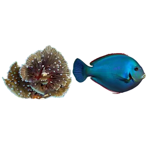 Deep Sea Reef Exploration Png Ynm43 PNG Image