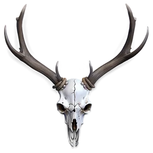 Deer Skull A PNG Image