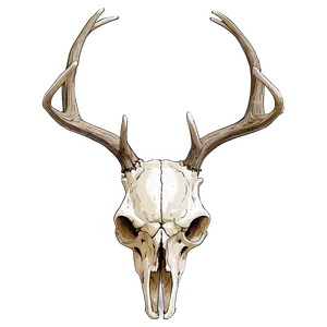 Deer Skull Art Png Cyo11 PNG Image