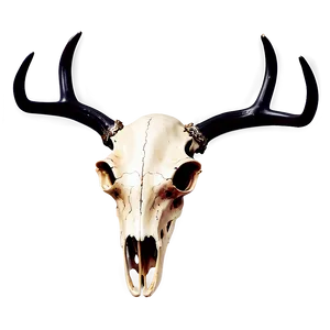 Deer Skull With Antlers Png Bic PNG Image