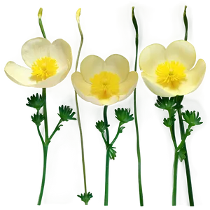 Delicate Buttercup Png 46 PNG Image