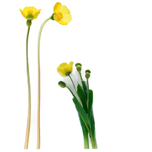 Delicate Buttercup Png Xkh PNG Image