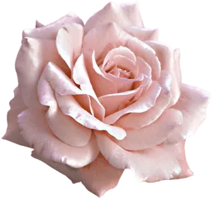 Delicate Pink Rose Isolated PNG Image