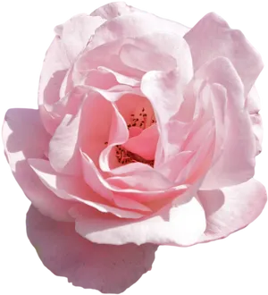 Delicate Pink Rose Isolatedon Black PNG Image