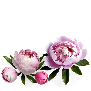 Delightful Peony Picture Png 06202024 PNG Image