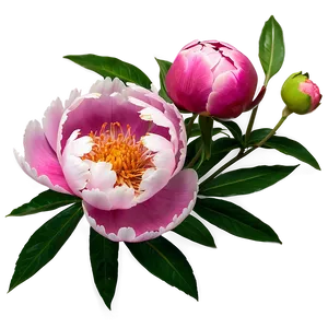 Delightful Peony Picture Png 22 PNG Image