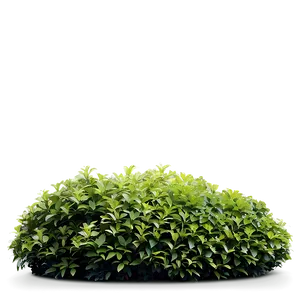 Dense Flower Bush Png Ehb PNG Image