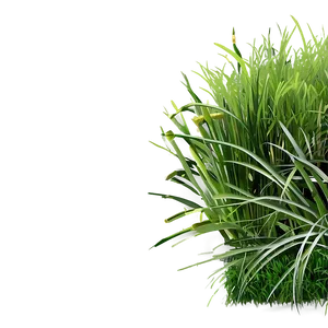 Dense Green Grass Png Wps PNG Image