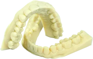 Dental_ Arch_ Model.png PNG Image