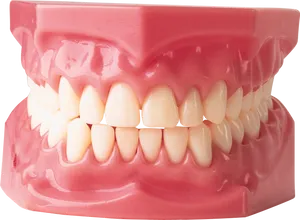 Dental_ Model_ Complete_ Set_of_ Teeth PNG Image