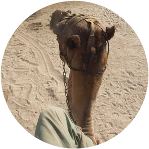 Desert Camel Headshot.jpg PNG Image