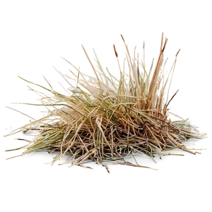 Desiccated Grass Texture Png Dtf PNG Image