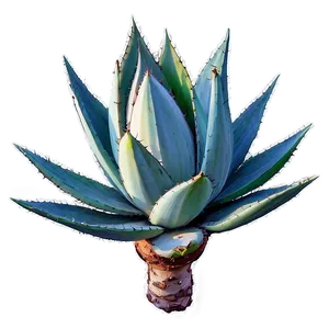 Detailed Agave Drawing Png Obr PNG Image