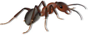 Detailed Ant Illustration PNG Image