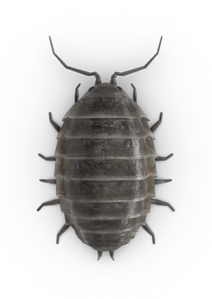 Detailed Armadillidium Vulgare Illustration PNG Image