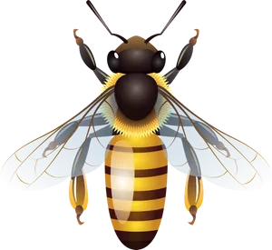 Detailed Bee Clipart Illustration PNG Image