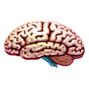 Detailed Brain Outline Png Enj PNG Image