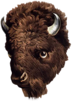 Detailed Buffalo Head Illustration PNG Image