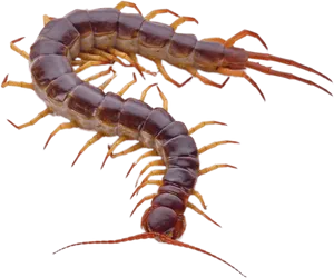 Detailed Centipede Illustration PNG Image