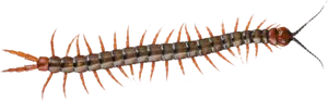 Detailed Centipede Illustration PNG Image