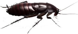 Detailed Cockroach Illustration PNG Image