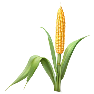 Detailed Corn Stalk Png 92 PNG Image