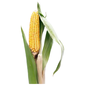 Detailed Corn Stalk Png Con34 PNG Image