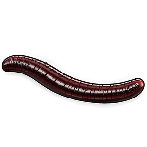 Detailed Earthworm Drawing Png Qoe PNG Image