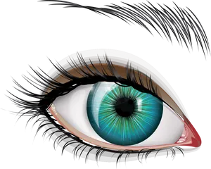 Detailed Eye Illustrationwith Long Eyelashes PNG Image