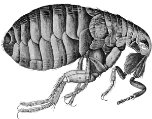 Detailed Flea Illustration PNG Image