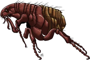 Detailed Flea Illustration PNG Image