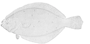 Detailed Flounder Sketch PNG Image