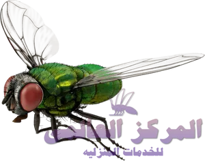 Detailed Green Fly Illustration PNG Image