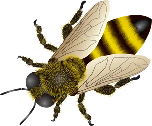 Detailed Honey Bee Illustration PNG Image