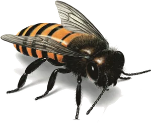 Detailed Honey Bee Illustration.png PNG Image