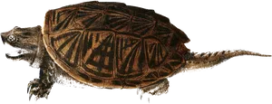 Detailed Illustrationof Turtle PNG Image