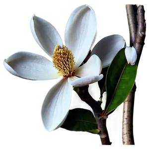 Detailed Magnolia Flower Drawing Png 35 PNG Image