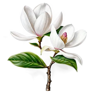 Detailed Magnolia Flower Drawing Png Mff PNG Image