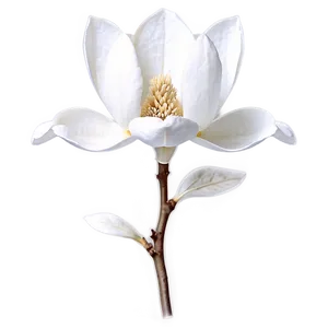 Detailed Magnolia Flower Drawing Png Pqs PNG Image