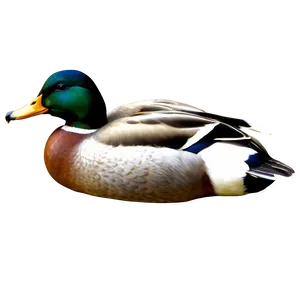 Detailed Mallard Duck Png Otw PNG Image